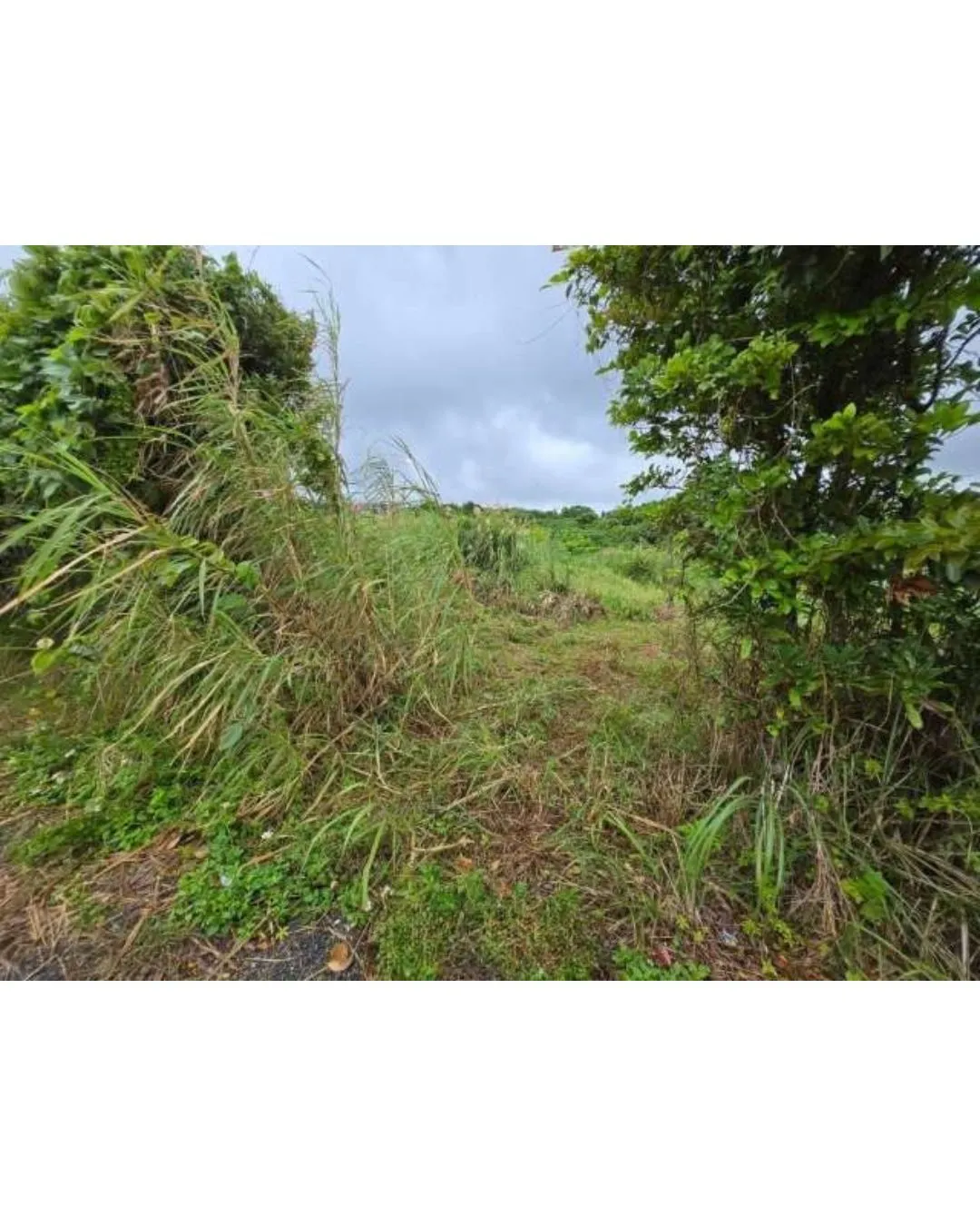 名護市為又売土地3072.19坪✨