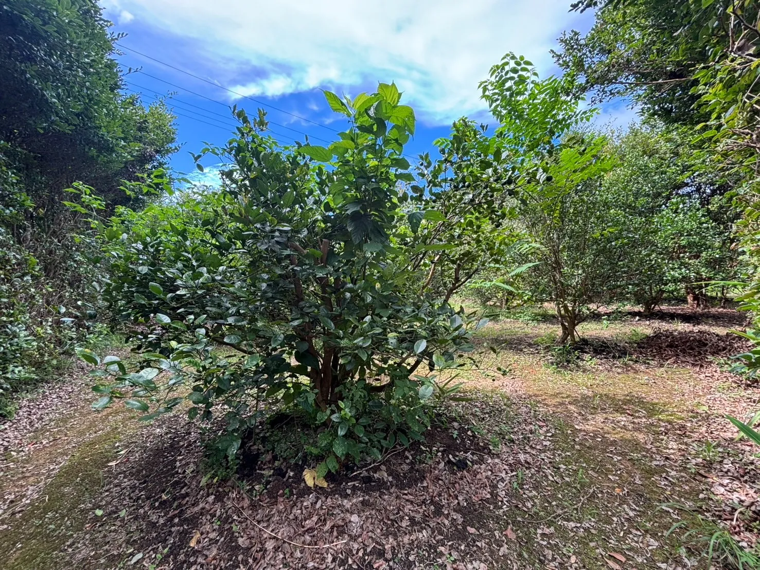 名護市振慶名売り土地