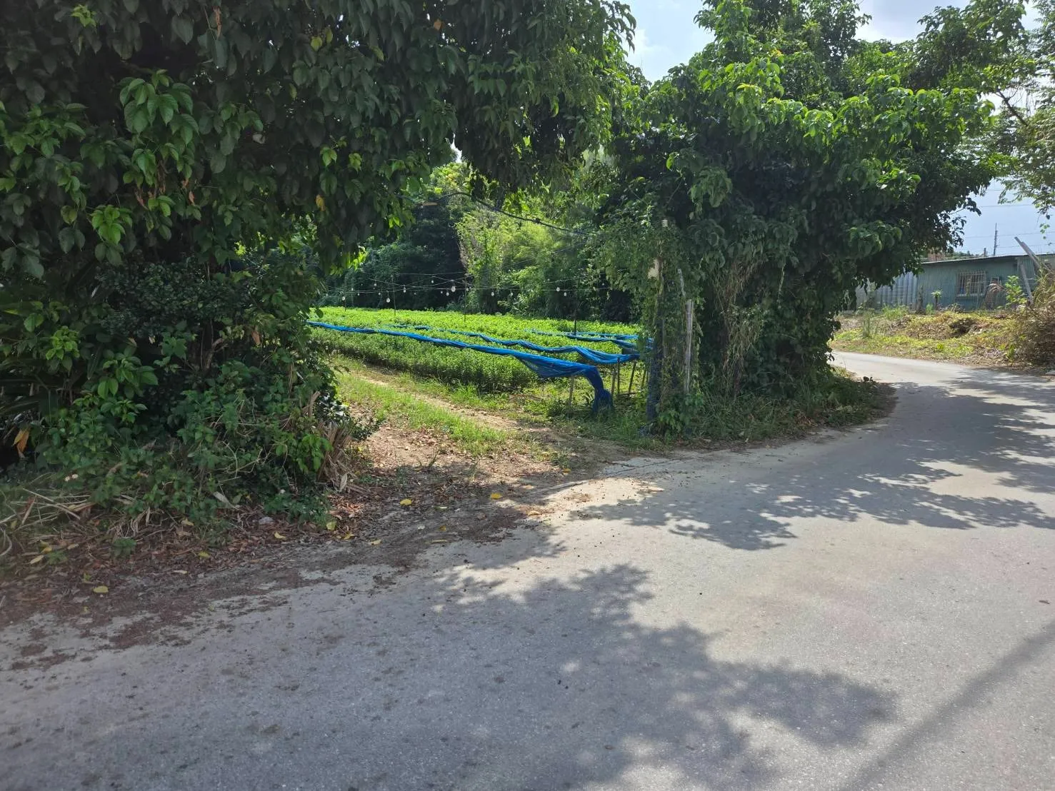 名護市屋部売土地