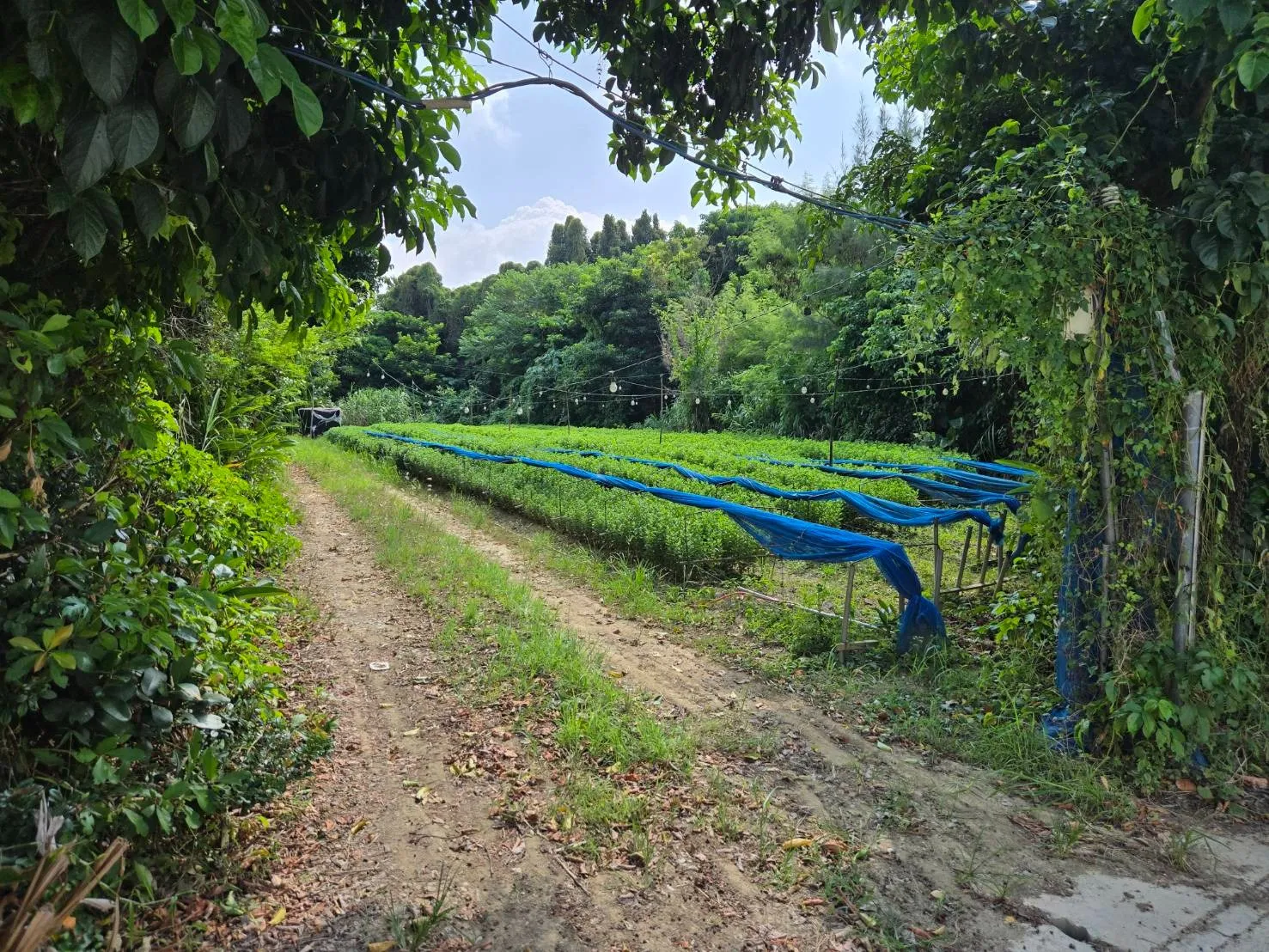 名護市屋部3筆売土地